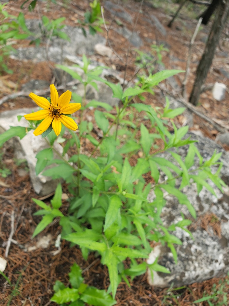 Wedelia acapulcensis, Travis County, TX, USA