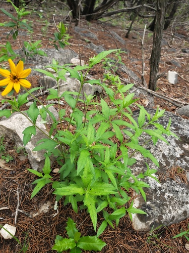 Wedelia acapulcensis