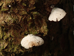 Crepidotus kubickae