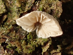Crepidotus kubickae