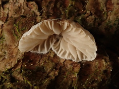 Crepidotus kubickae