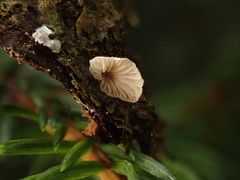 Crepidotus kubickae