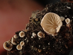 Crepidotus kubickae