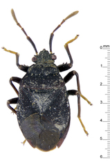 Pseudindra nigra