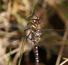 Austroaeschna inermis