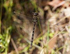 Austroaeschna inermis