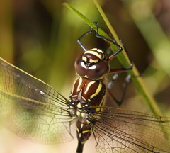 Austroaeschna inermis