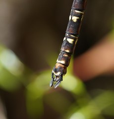 Austroaeschna inermis