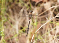 Austroaeschna inermis