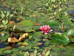 Nymphaea