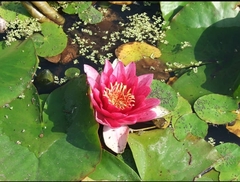Nymphaea
