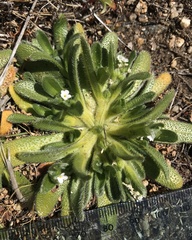 Plagiobothrys collinus fulvescens