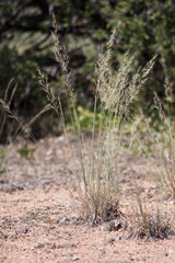 Muhlenbergia montana