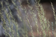 Muhlenbergia montana
