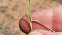 Muhlenbergia montana