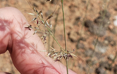 Muhlenbergia montana