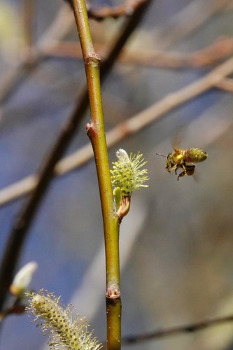 iNaturalist observation photo of Willows