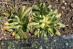 Plagiobothrys collinus fulvescens