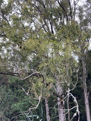 Plagianthus regius regius
