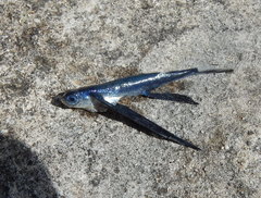 Rondelet's Flyingfish photo 2