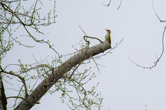 Picus viridis