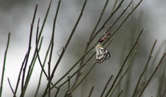 Belenois java teutonia