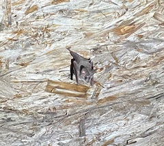 Macrotus californicus