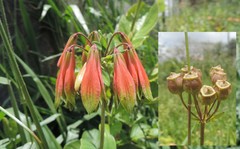 Alstroemeria longistaminea