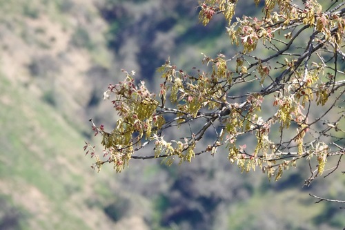 iNaturalist observation photo of California black oak