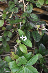 Plectranthus verticillatus