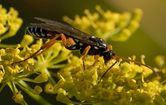 Eutanyacra licitatoria