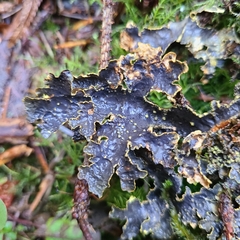 Pseudocyphellaria hawaiiensis