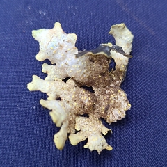 Pseudocyphellaria hawaiiensis