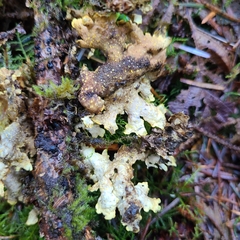 Pseudocyphellaria hawaiiensis