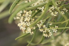 Geijera linearifolia