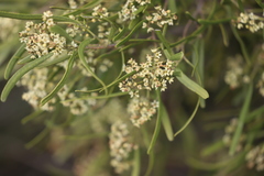 Geijera linearifolia