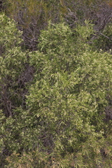 Geijera linearifolia