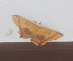 Thinopteryx crocoptera