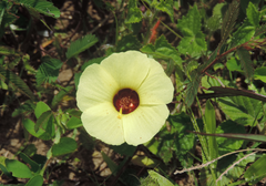 Pavonia cancellata