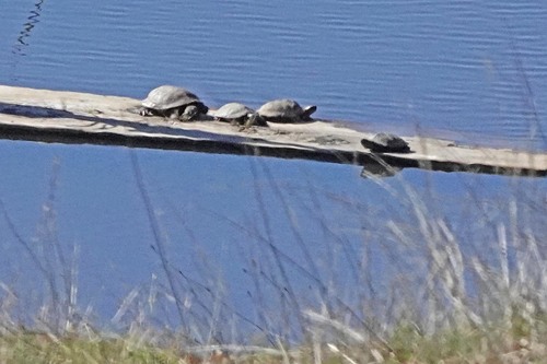 iNaturalist observation photo of Northwestern Pond Turtle