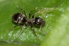 Lasius