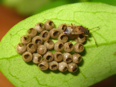 Stigmatonotum rufipes