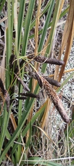 Carex hebetata