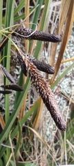 Carex hebetata