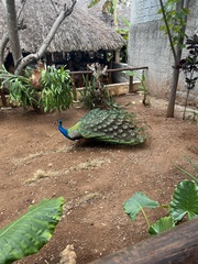 Pavo cristatus