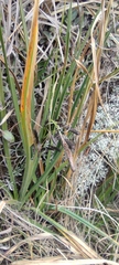 Carex hebetata