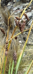 Carex hebetata