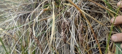 Carex hebetata