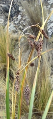 Carex hebetata