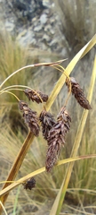 Carex hebetata